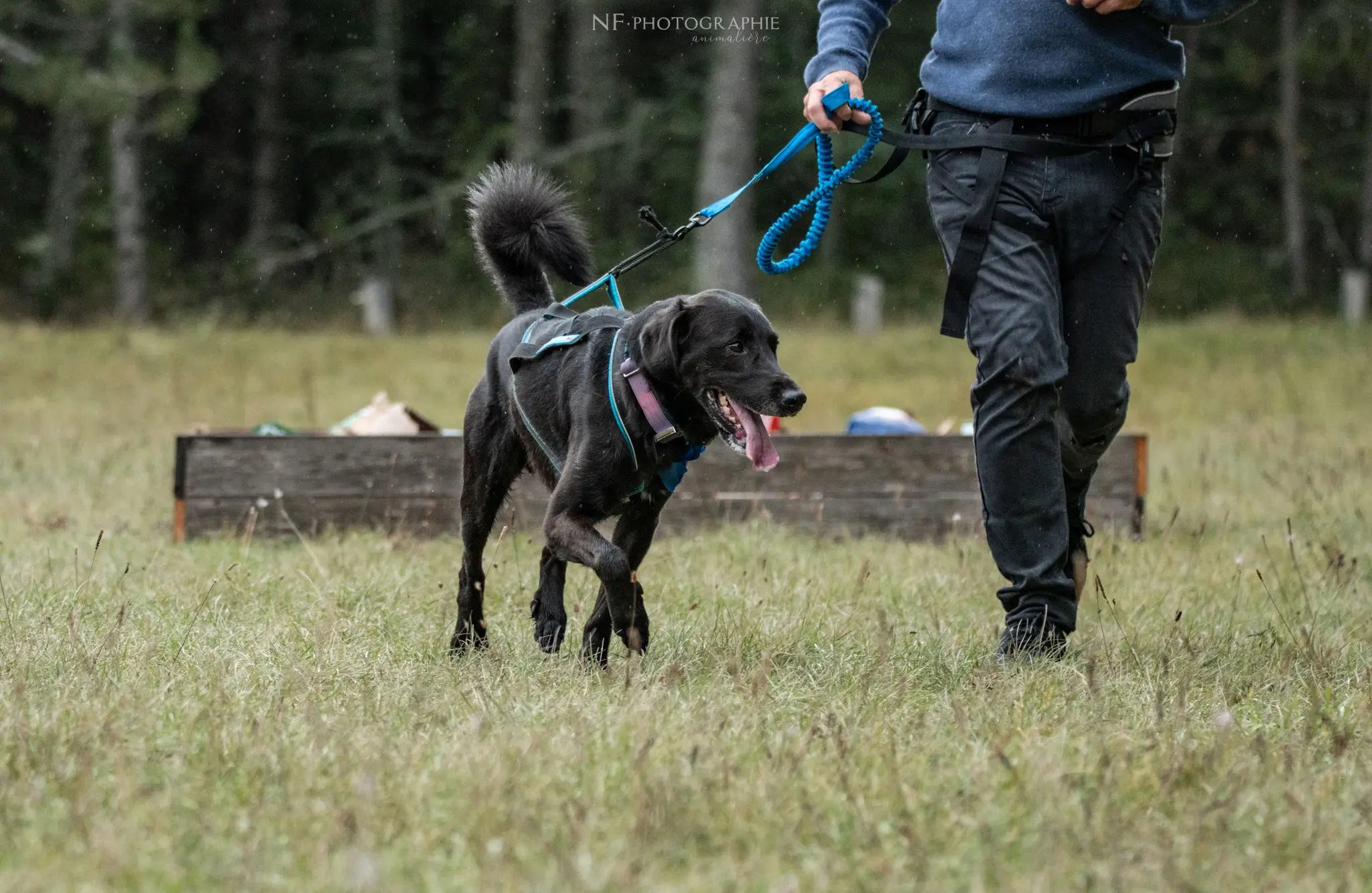 Cani-Parcours - Édition 2024 - Canifun