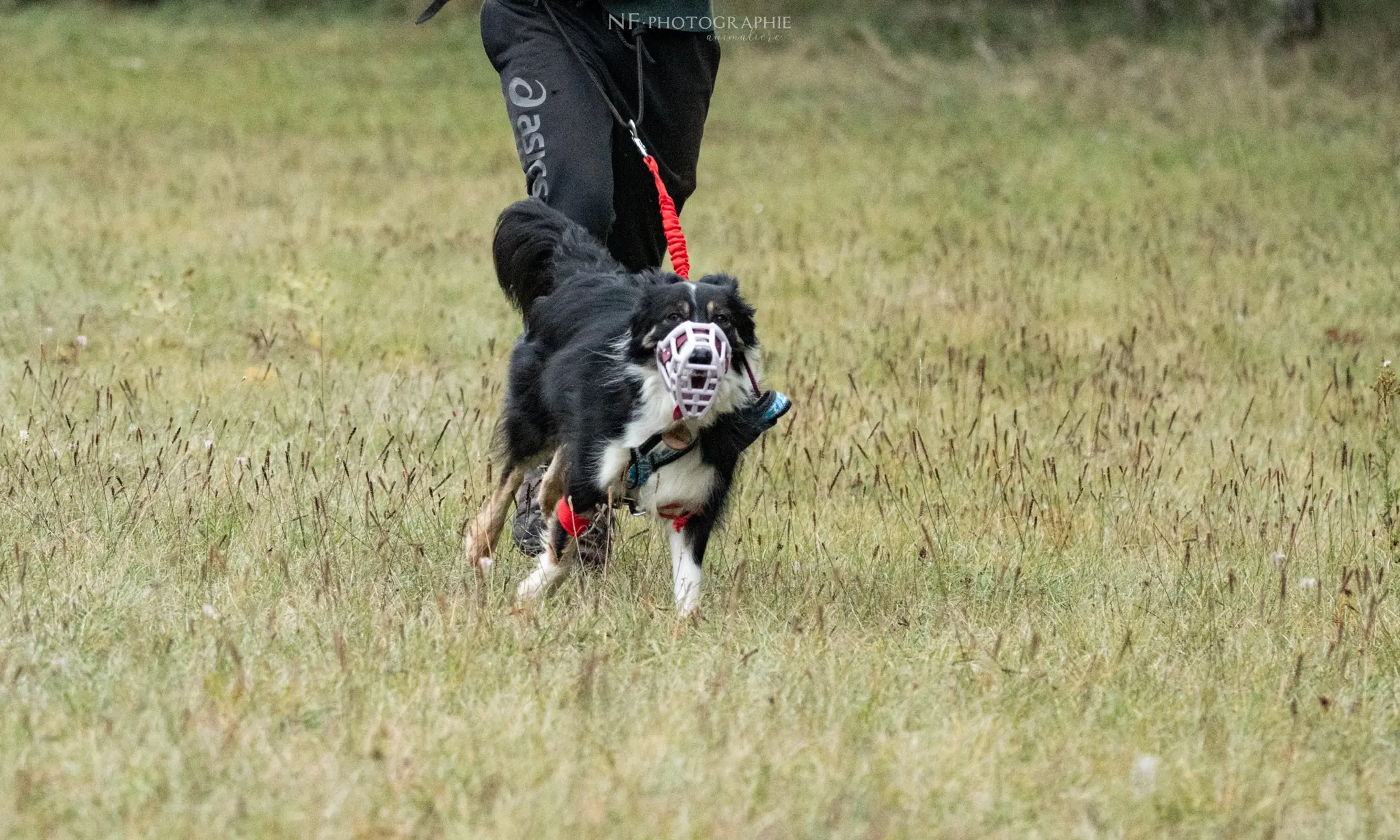 Cani-Parcours - Édition 2024 - Canifun