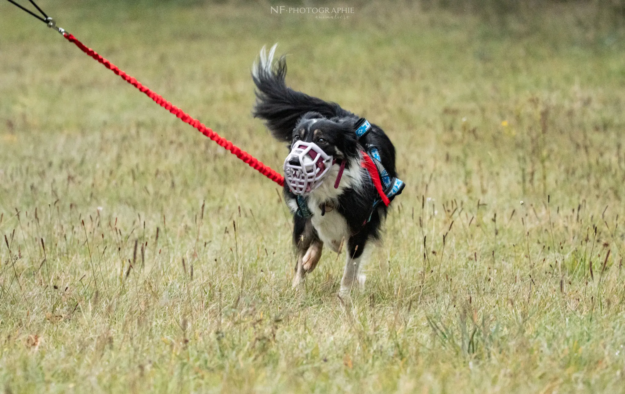 Cani-Parcours - Édition 2024 - Canifun