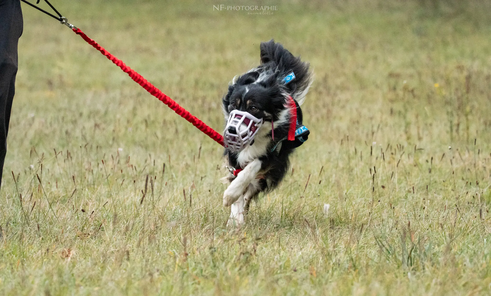 Cani-Parcours - Édition 2024 - Canifun