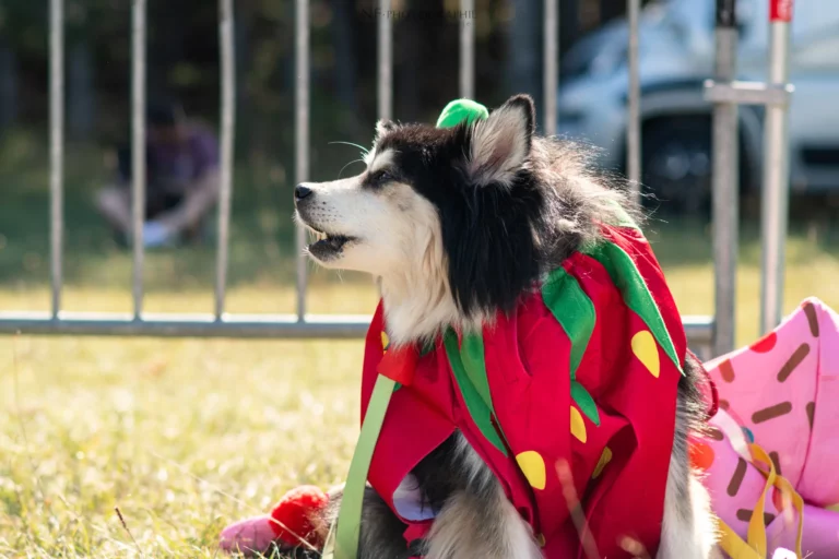 Défilé de Déguisements - Édition 2025 - Canifun