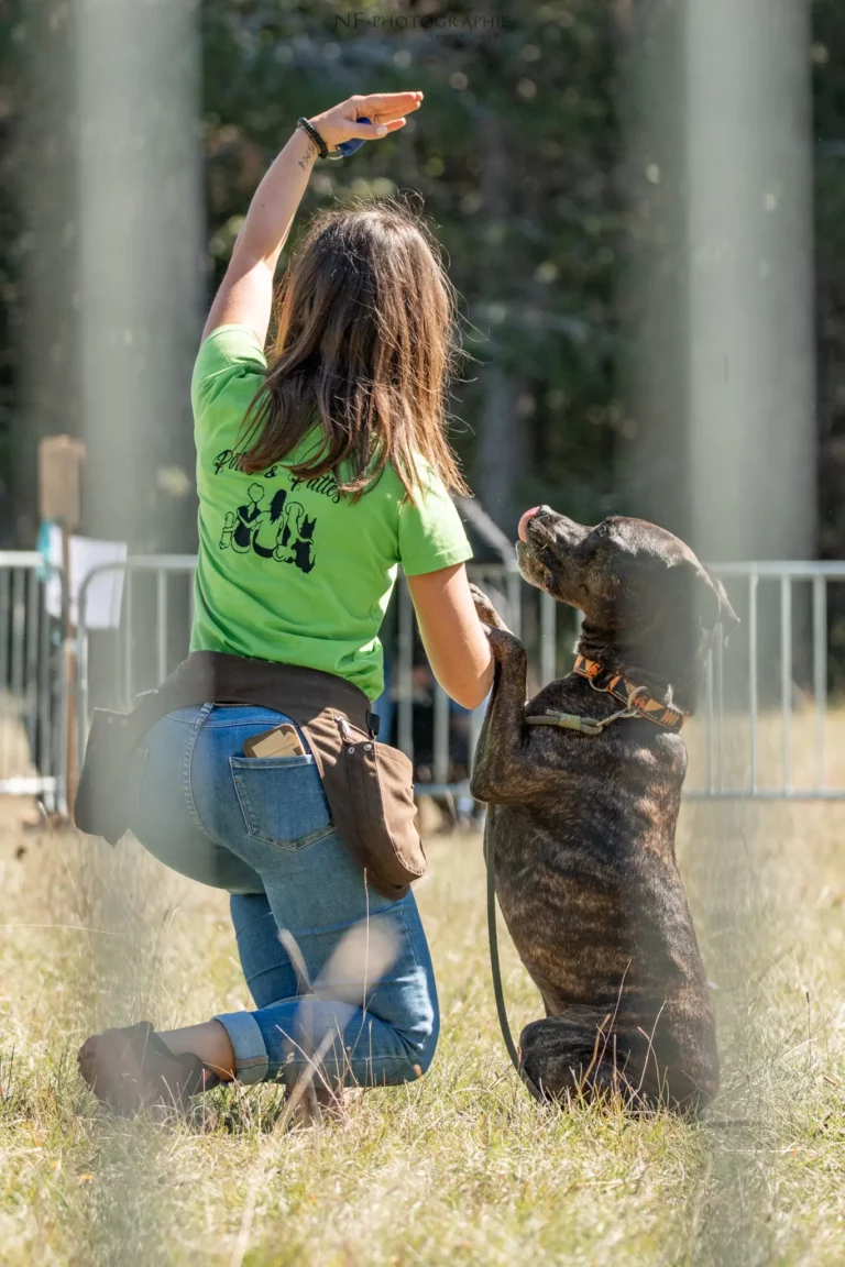 Dog Dancing - Édition 2025 - Canifun