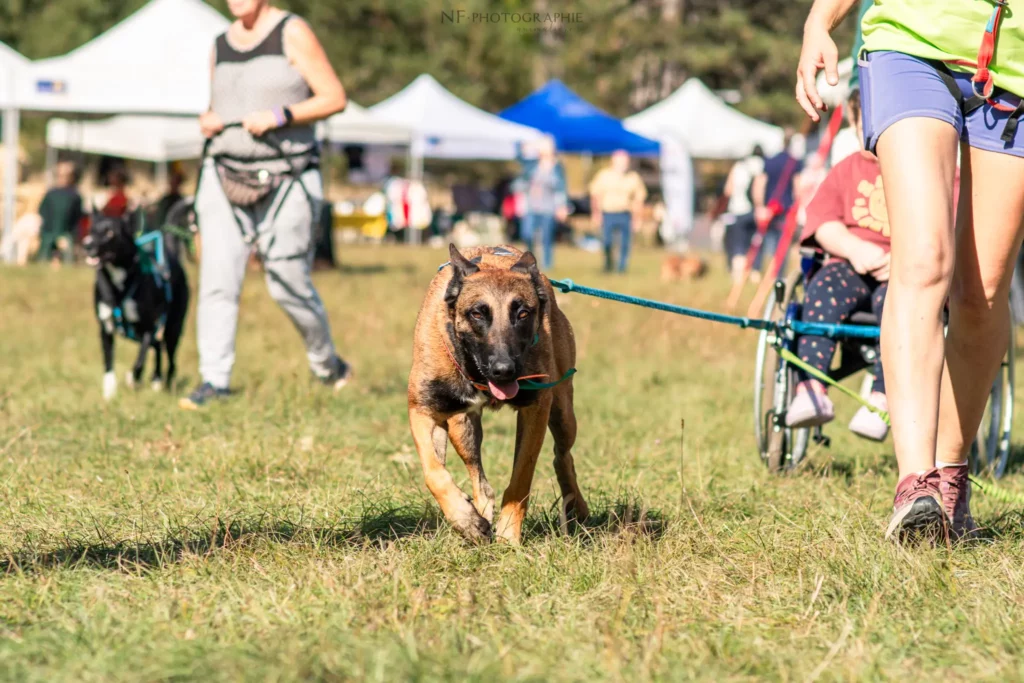 Cani-Cross - Édition 2025 - Canifun