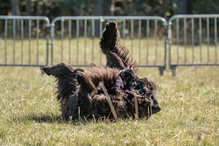 Dog Dancing - Édition 2025 - Canifun