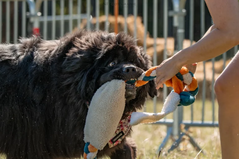 Dog Dancing - Édition 2025 - Canifun