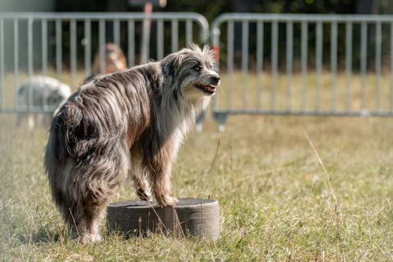 Dog Dancing - Édition 2025 - Canifun