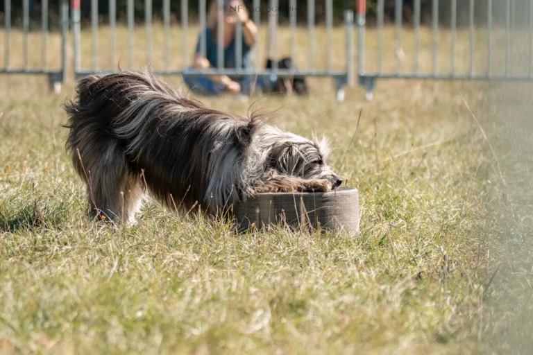 Dog Dancing - Édition 2025 - Canifun