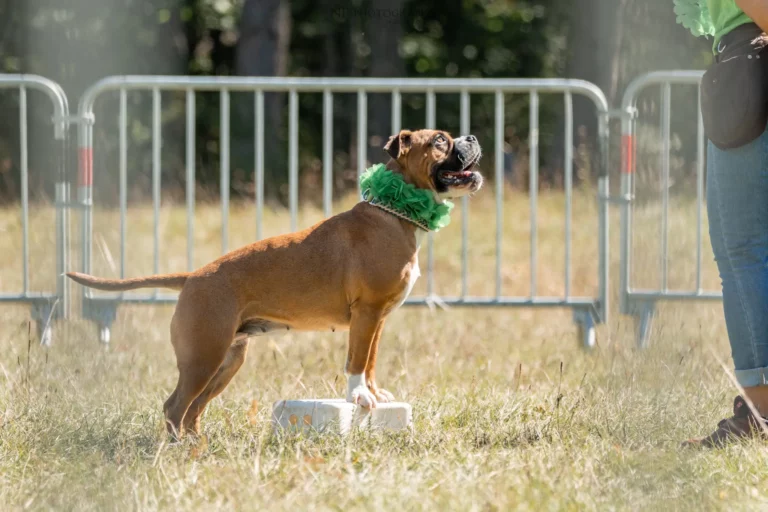 Dog Dancing - Édition 2025 - Canifun