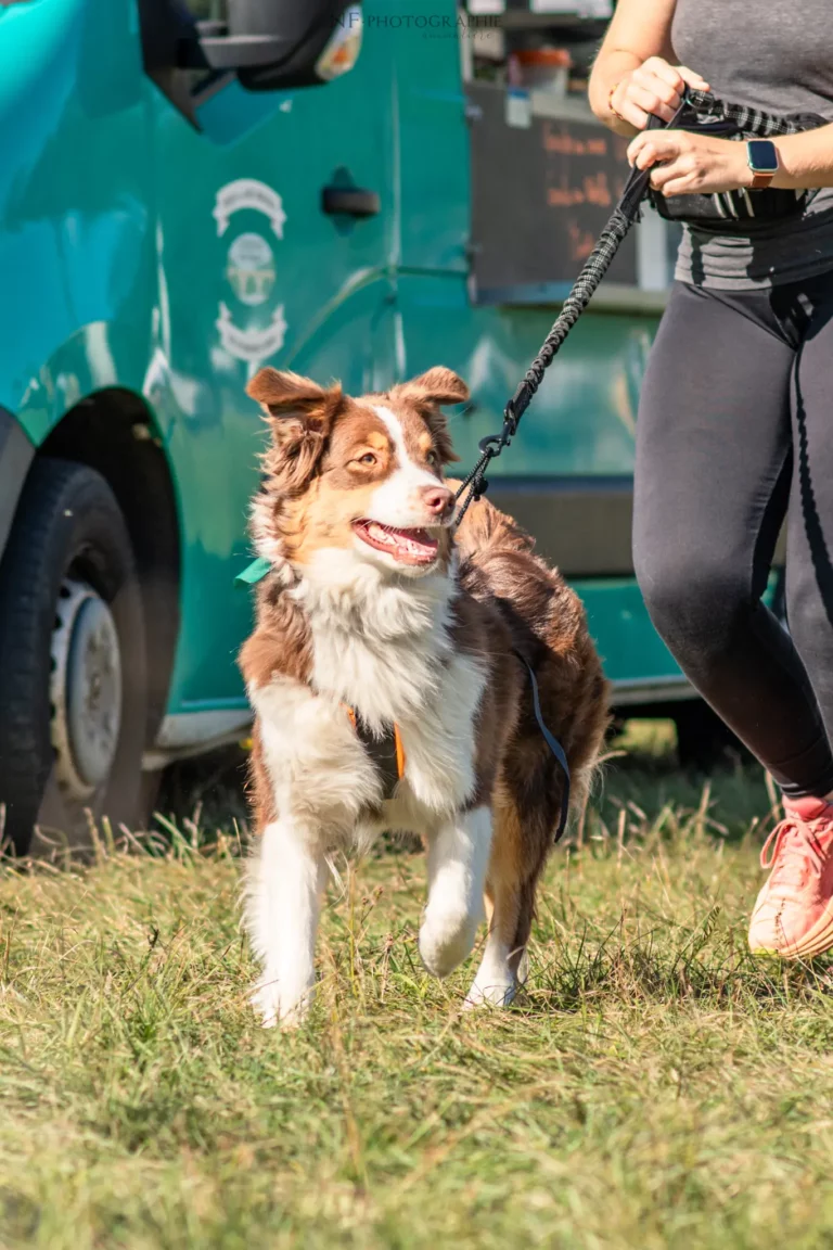 Cani-Cross - Édition 2025 - Canifun