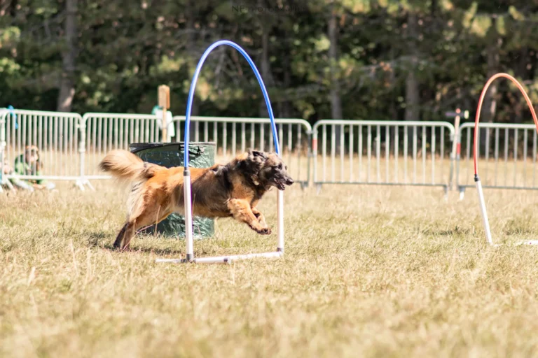Hoopers - Édition 2025 - Canifun