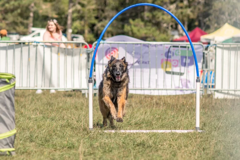 Hoopers - Édition 2025 - Canifun