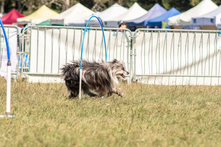 Hoopers - Édition 2025 - Canifun
