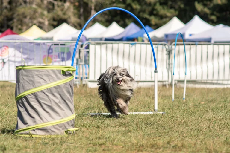 Hoopers - Édition 2025 - Canifun