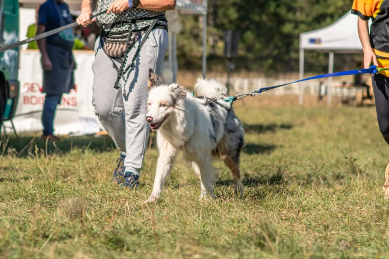 Cani-Cross - Édition 2025 - Canifun