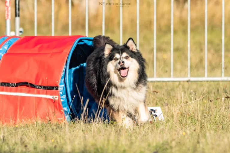 Tunnel-Cup - Édition 2025 - Canifun