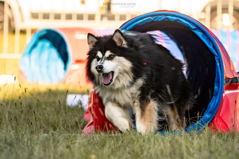 Tunnel-Cup - Édition 2025 - Canifun