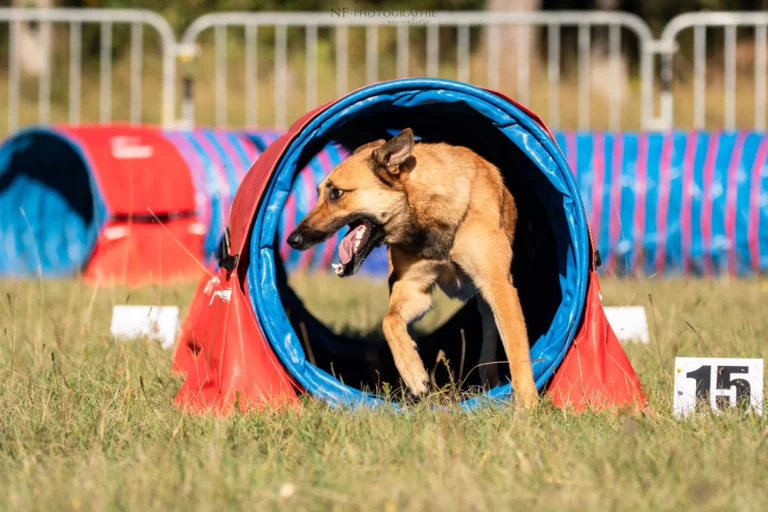 Tunnel-Cup - Édition 2025 - Canifun