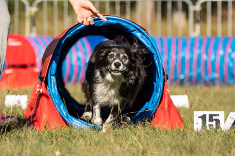 Tunnel-Cup - Édition 2025 - Canifun
