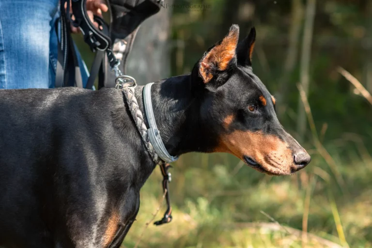 Mantrailing - Édition 2025 - Canifun