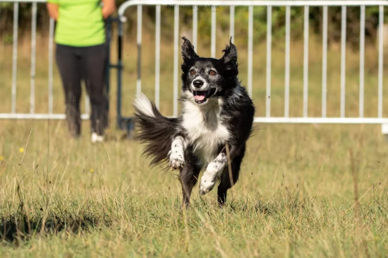 Tunnel-Cup - Édition 2025 - Canifun