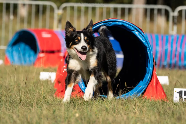 Tunnel-Cup - Édition 2025 - Canifun
