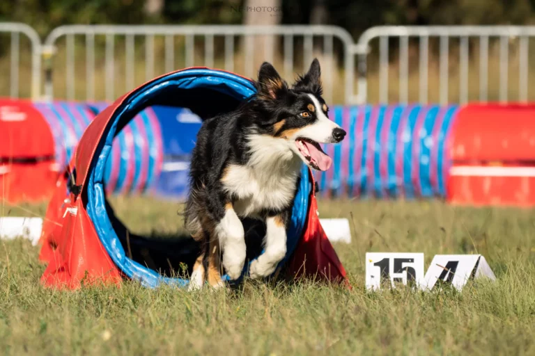 Tunnel-Cup - Édition 2025 - Canifun