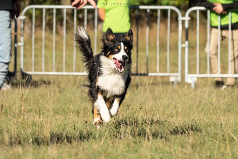 Tunnel-Cup - Édition 2025 - Canifun