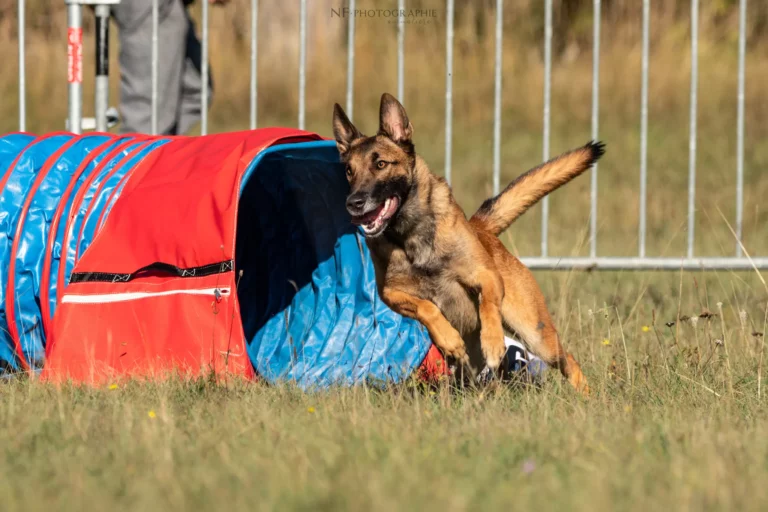 Tunnel-Cup - Édition 2025 - Canifun