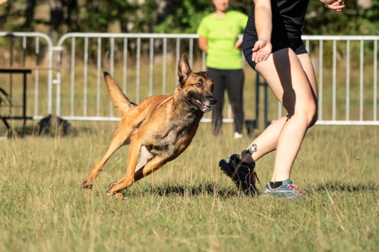 Tunnel-Cup - Édition 2025 - Canifun
