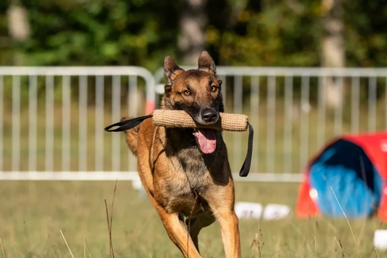 Tunnel-Cup - Édition 2025 - Canifun