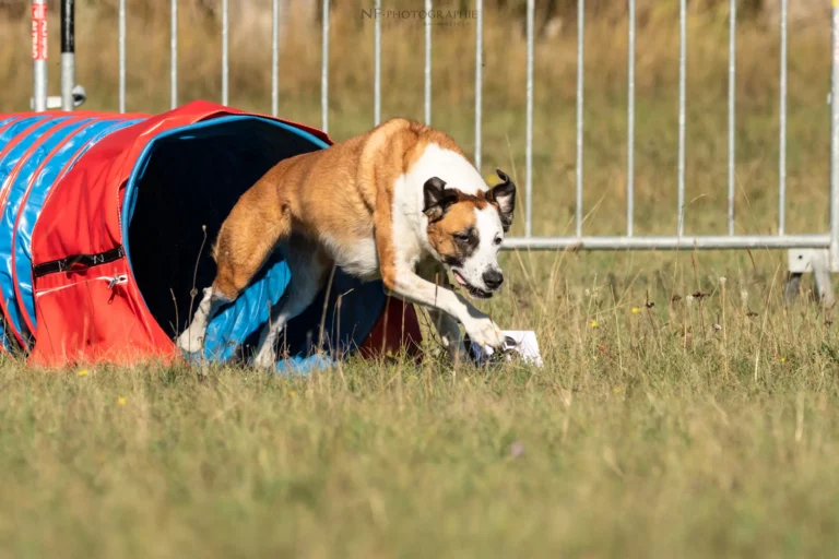 Tunnel-Cup - Édition 2025 - Canifun