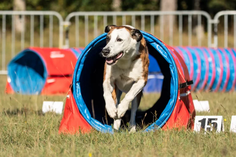 Tunnel-Cup - Édition 2025 - Canifun