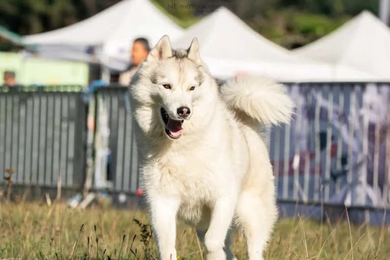 Tunnel-Cup - Édition 2025 - Canifun