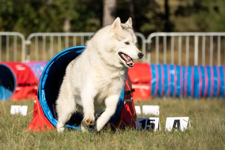 Tunnel-Cup - Édition 2025 - Canifun