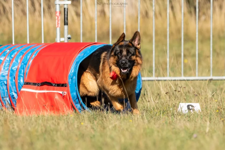 Tunnel-Cup - Édition 2025 - Canifun