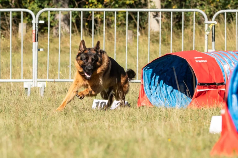 Tunnel-Cup - Édition 2025 - Canifun