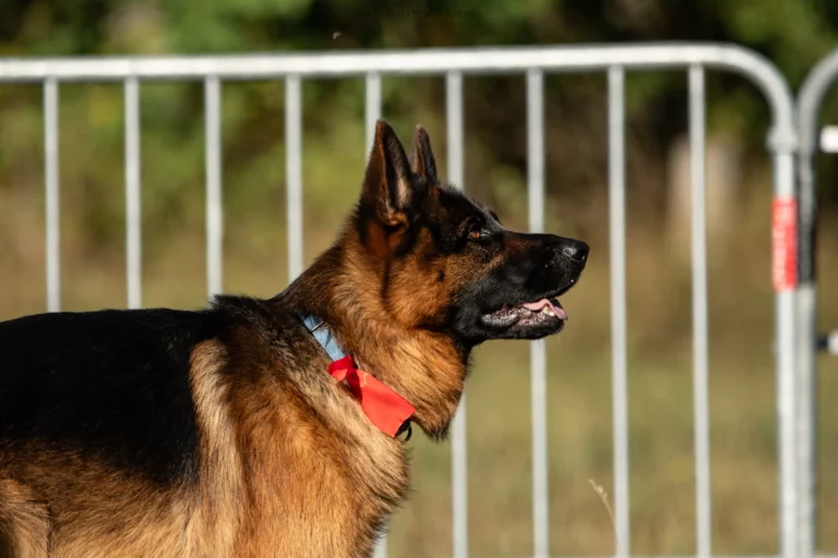 Tunnel-Cup - Édition 2025 - Canifun