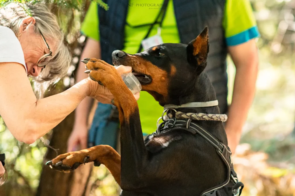Mantrailing - Édition 2025 - Canifun