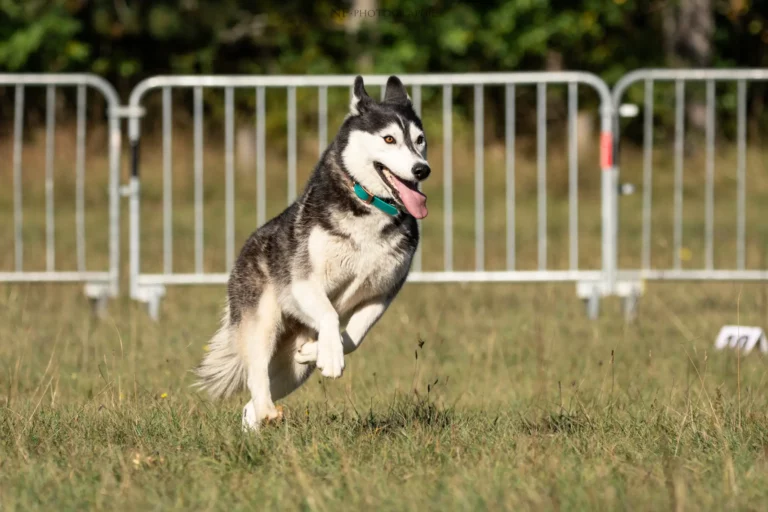 Tunnel-Cup - Édition 2025 - Canifun