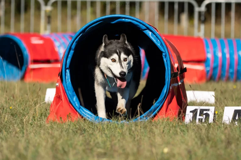 Tunnel-Cup - Édition 2025 - Canifun