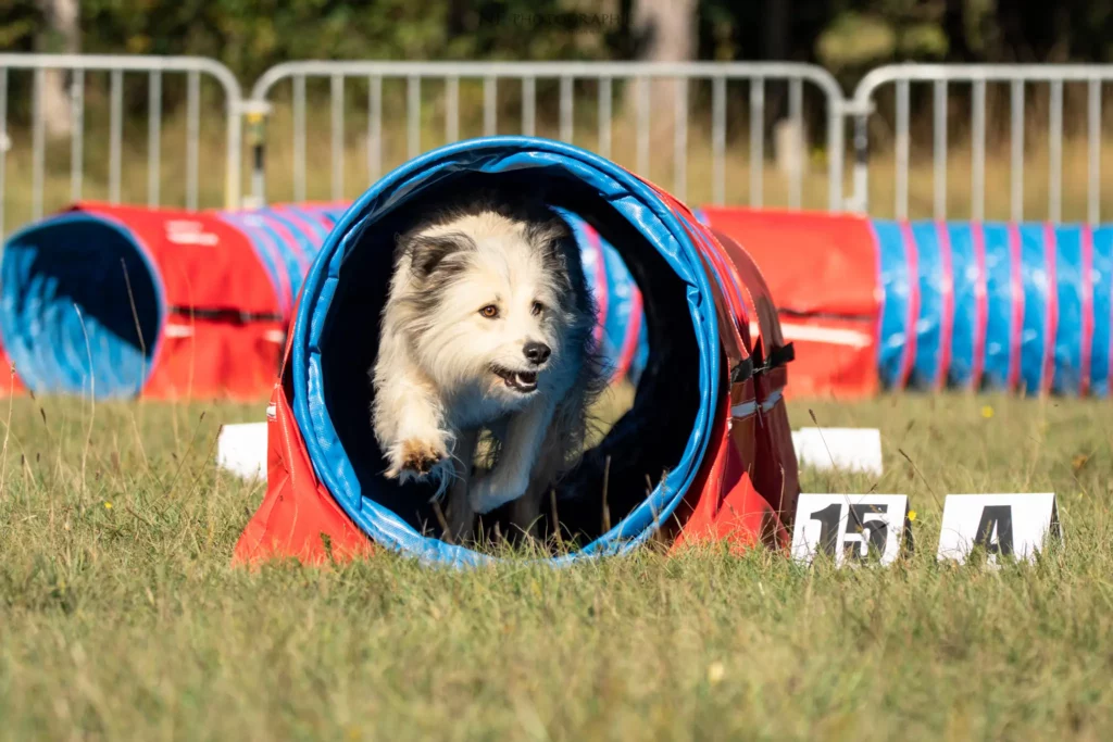 Tunnel-Cup - Édition 2025 - Canifun