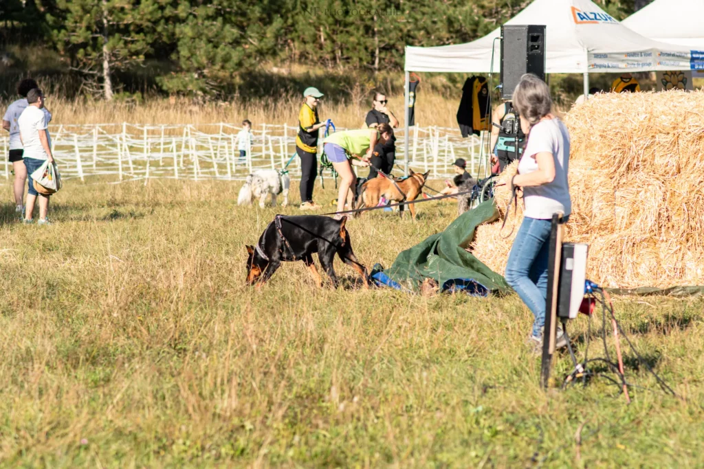 Mantrailing - Édition 2025 - Canifun