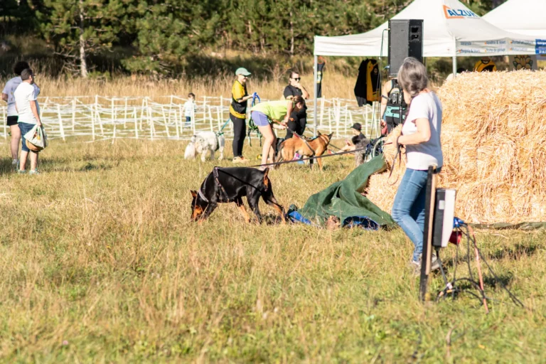 Mantrailing - Édition 2025 - Canifun