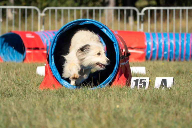 Tunnel-Cup - Édition 2025 - Canifun