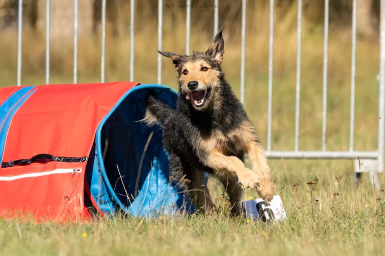 Tunnel-Cup - Édition 2025 - Canifun