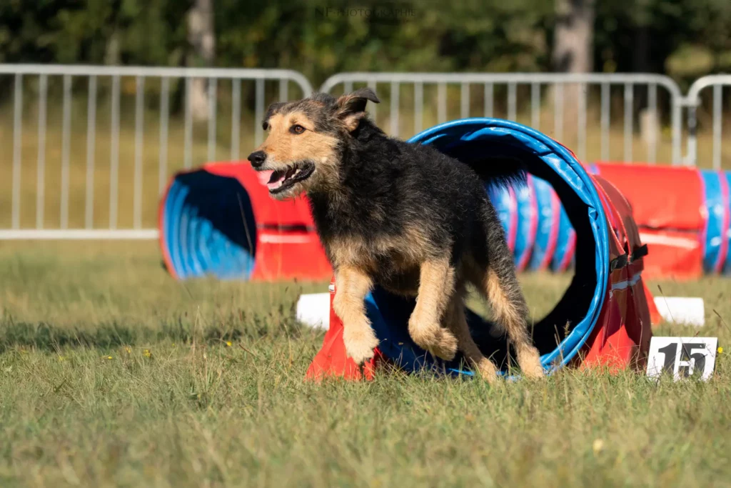 Tunnel-Cup - Édition 2025 - Canifun