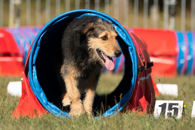 Tunnel-Cup - Édition 2025 - Canifun