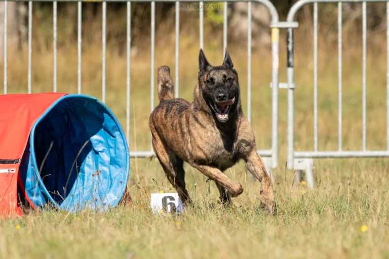 Tunnel-Cup - Édition 2025 - Canifun