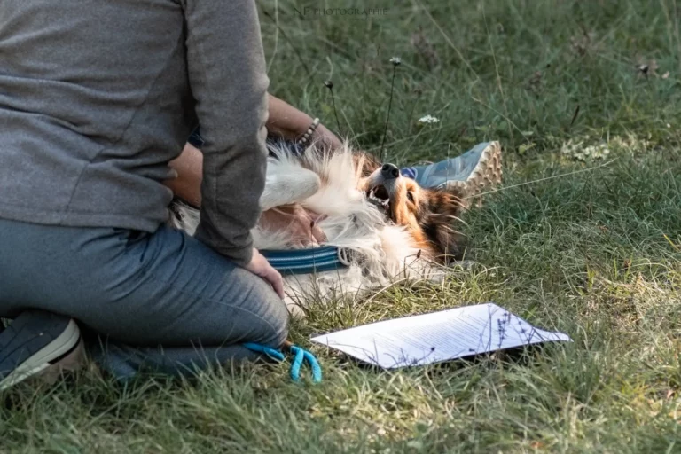 Massage Canin - Édition 2025 - Canifun