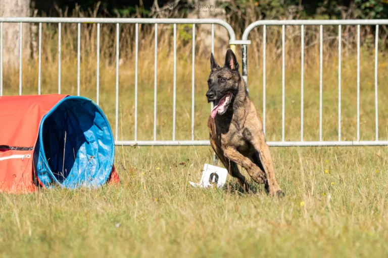 Tunnel-Cup - Édition 2025 - Canifun